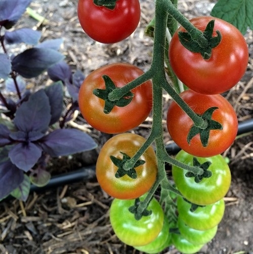 Cherrytomater
